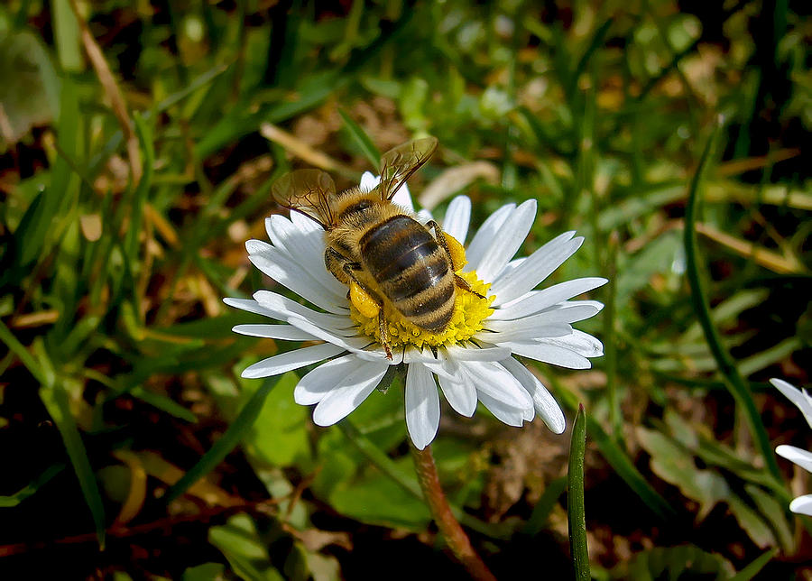 Daisy And Bee Photograph by Nina Ficur Feenan