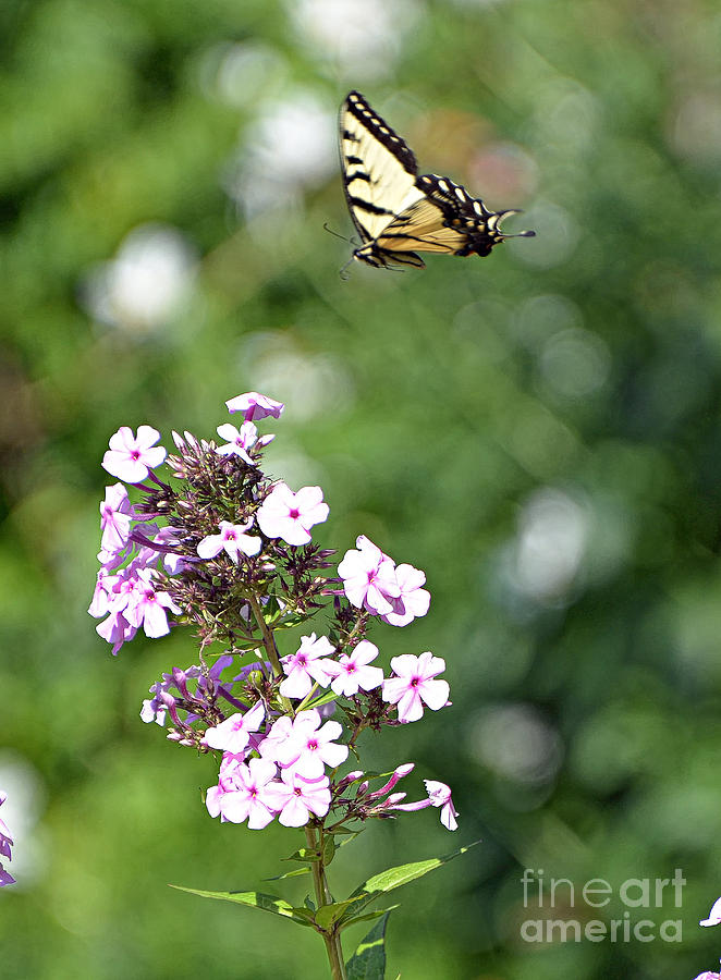 Landing Deck for Swallowtails Photograph by Lila Fisher-Wenzel