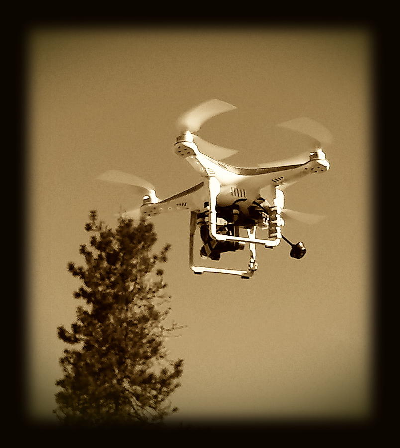 Bird Photograph - Landing Drone by Sue McElligott