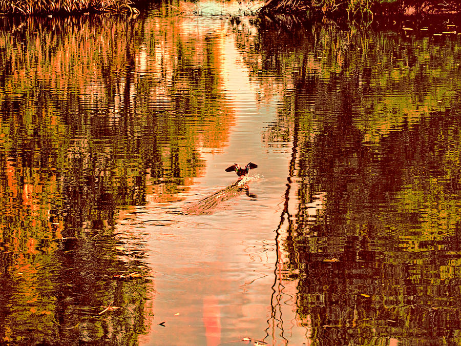 Landing duck absrtact Photograph by Leif Sohlman