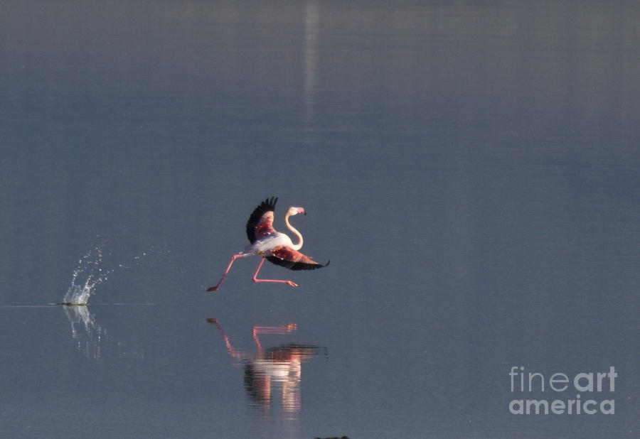 Landing Flamingo Photograph by Heiko Koehrer-Wagner