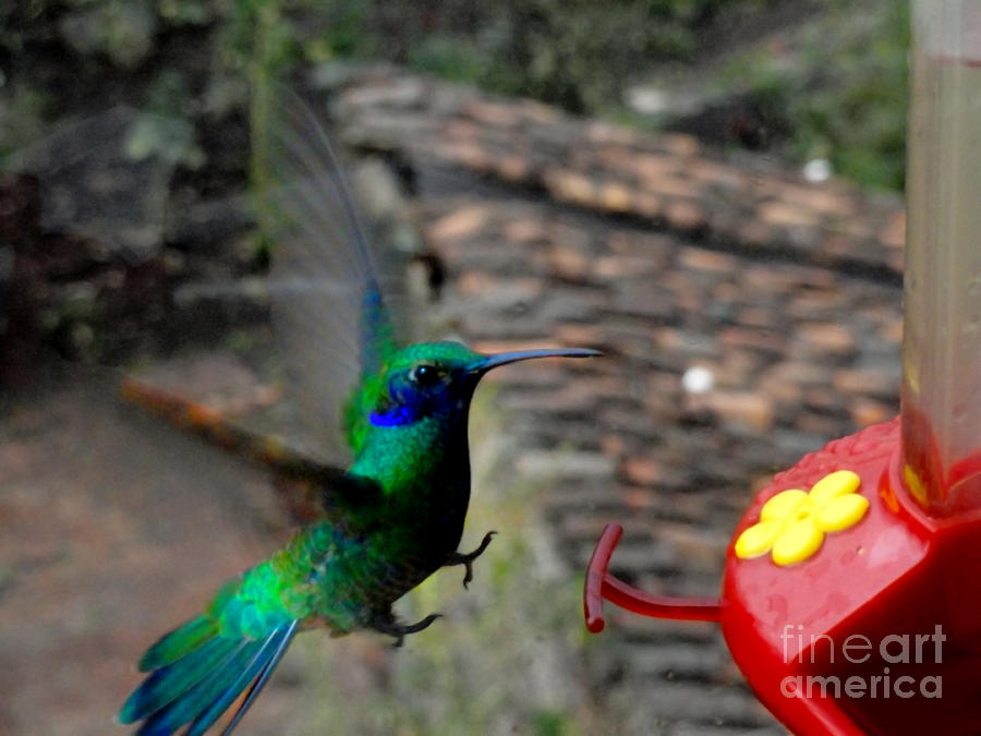 Hummingbird Photograph - Landing Gear Down by Al Bourassa