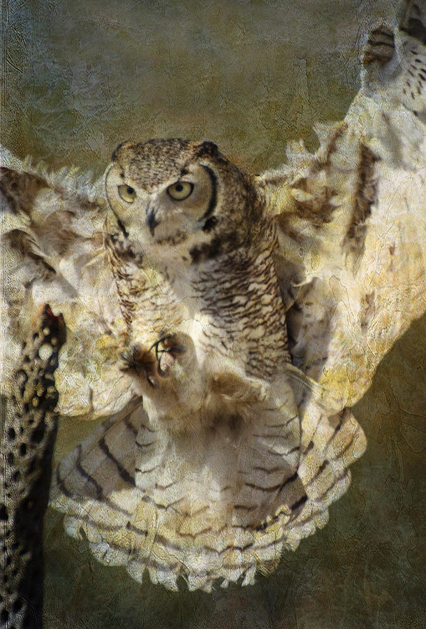 Owl Photograph - Landing Gear Down by Barbara Manis