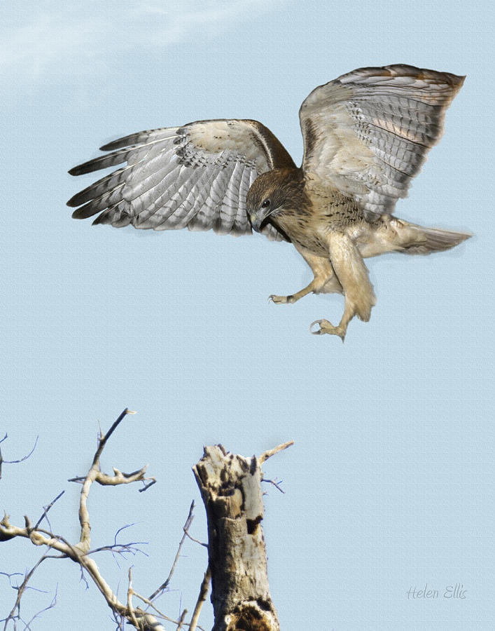 Nature Photograph - Landing Gear Down by Helen Ellis Nature Photograph - Landing Gear Down by Helen Ellis