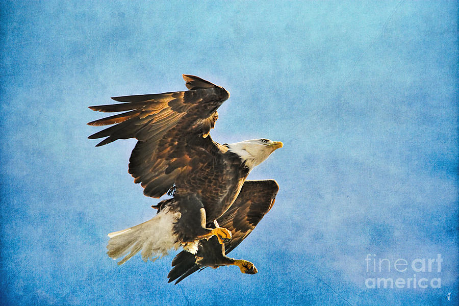 Landing Gear - Bald Eagle Photograph by Jai Johnson