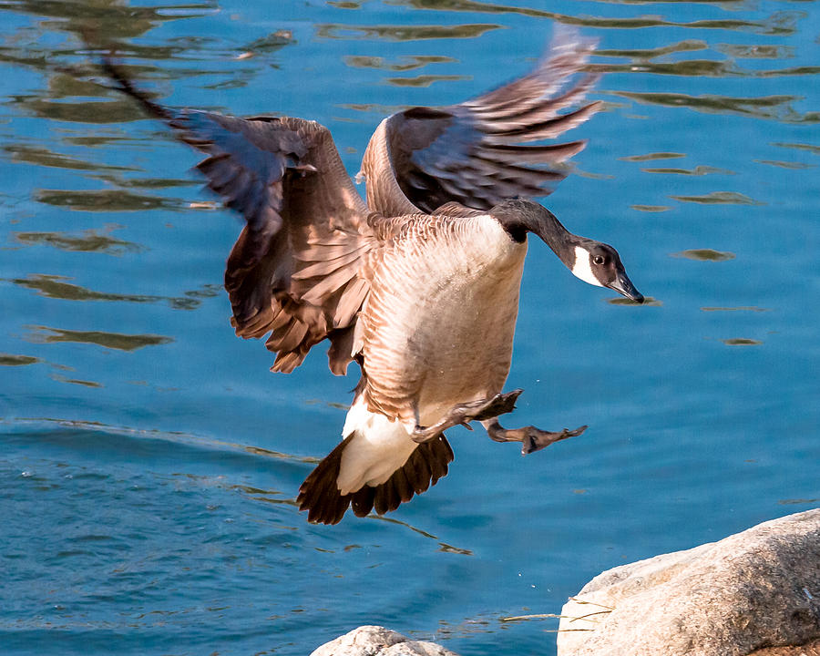 Landing Goose Photograph by Hugh Mobley