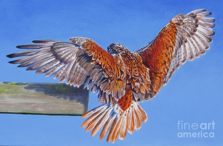 Landing Hawk Painting by Pat Burns