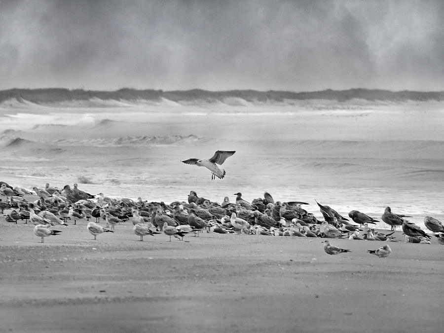 Seagull Photograph - Landing in a Blur by Betsy Knapp