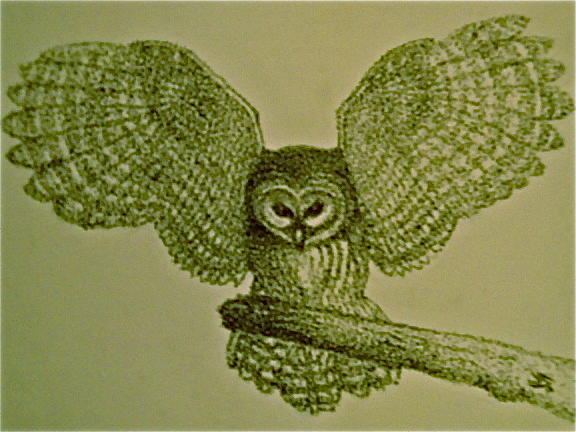 Owl Painting - Landing by John Schwartz