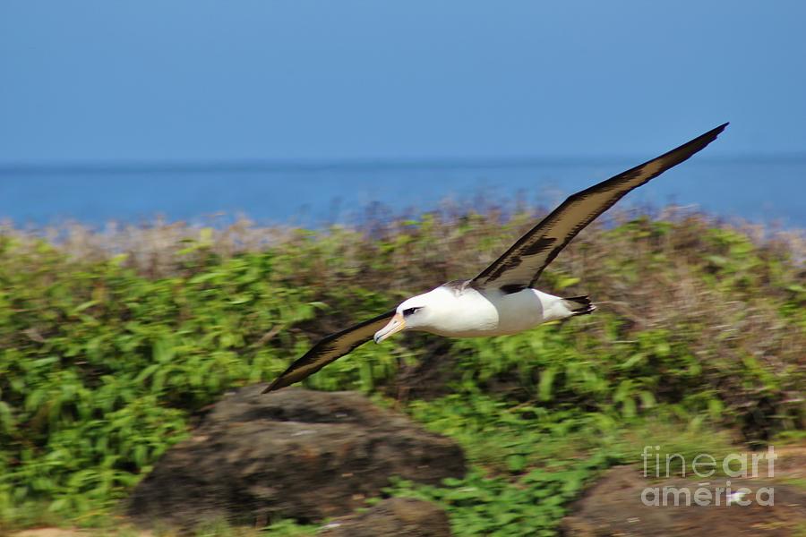 Landing Laysan Albatross Photograph by Craig Wood
