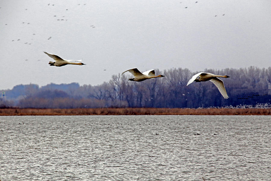 Geese Photograph - Landing by Lynn Sprowl