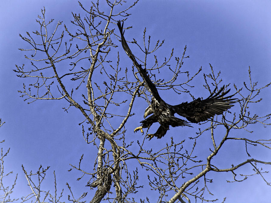Bald Eagle Photograph - Landing of an American Eagle by Thomas Young