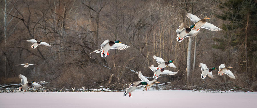 Landing on the ice Photograph by Sandy Roe