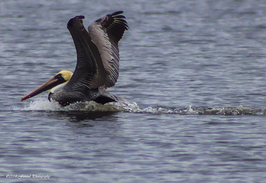 Landing Pelican  Photograph by Debra Forand