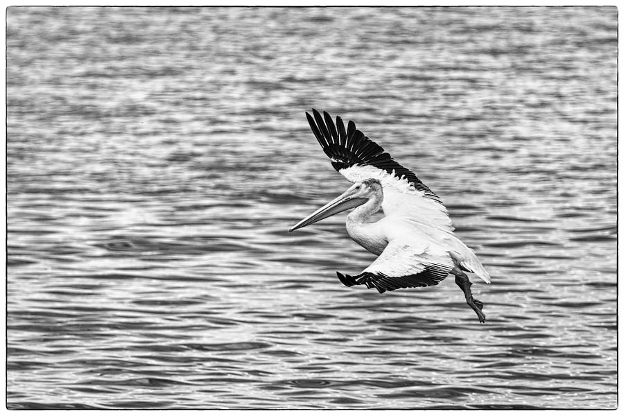 Landing Pelican in Black and White Photograph by Thomas Young