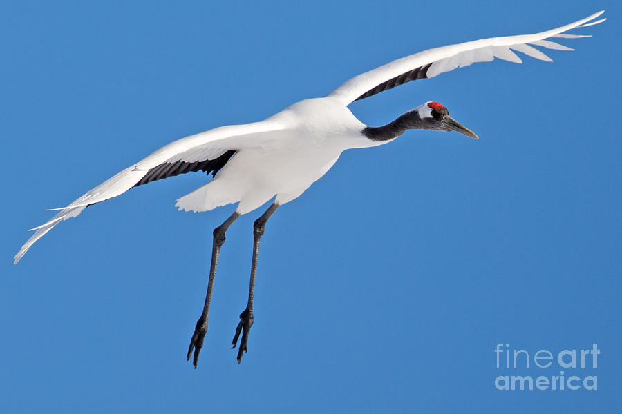 Landing Red Crowned Crane Photograph by Natural Focal Point Photography