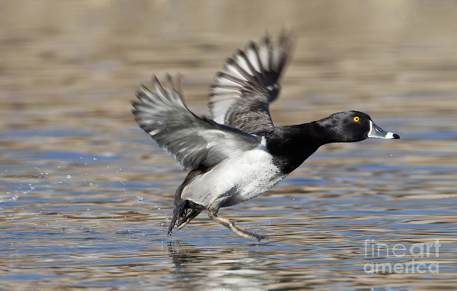 Ring-necked Duck - NDOW