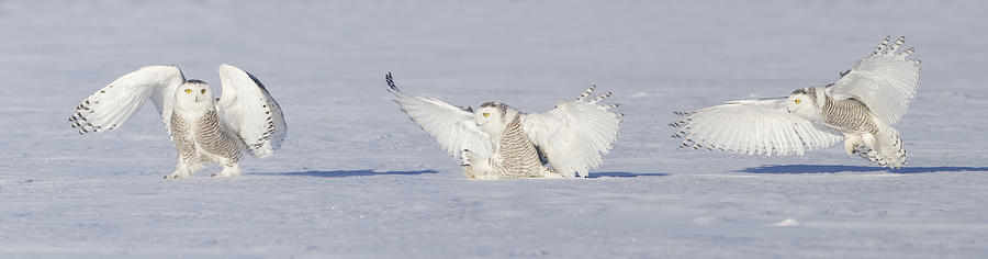 Landing Snowy Owl Photograph by Mircea Costina Photography