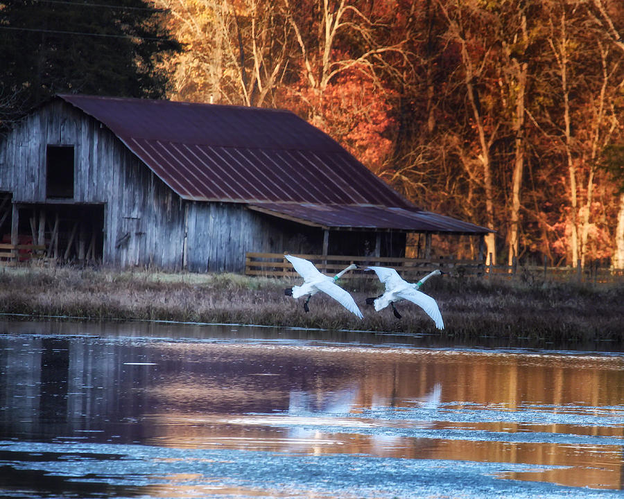 Landing Trumpeter Swans Boxley Mill Pond Photograph by Michael Dougherty