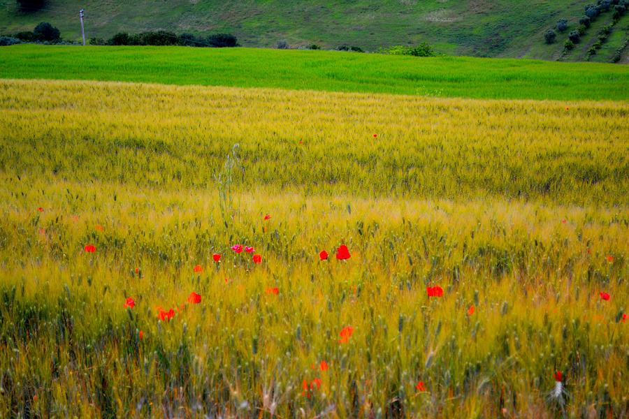 Grain Field Photograph