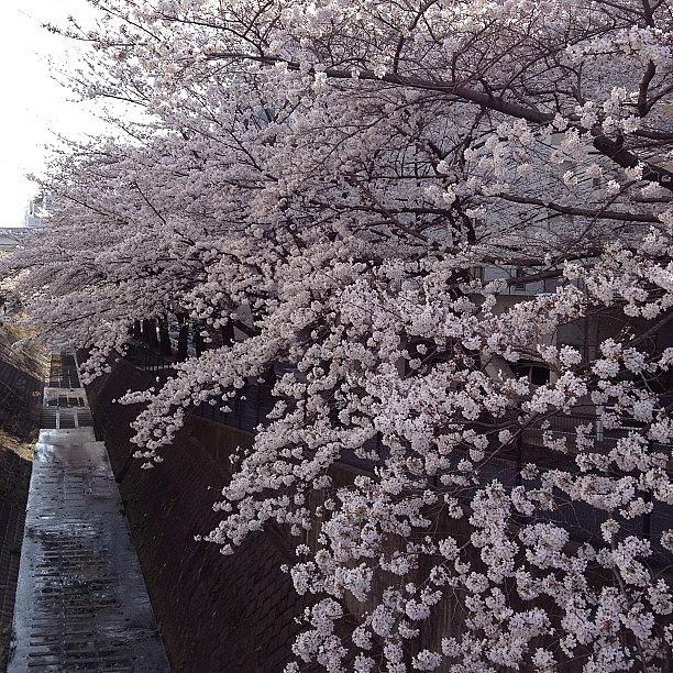 Landscape Photograph - #landscape #cherryblossom
幸せ~ by Tokyo Sanpopo Landscape Photograph - #landscape #cherryblossom
幸せ~ by Tokyo Sanpopo
