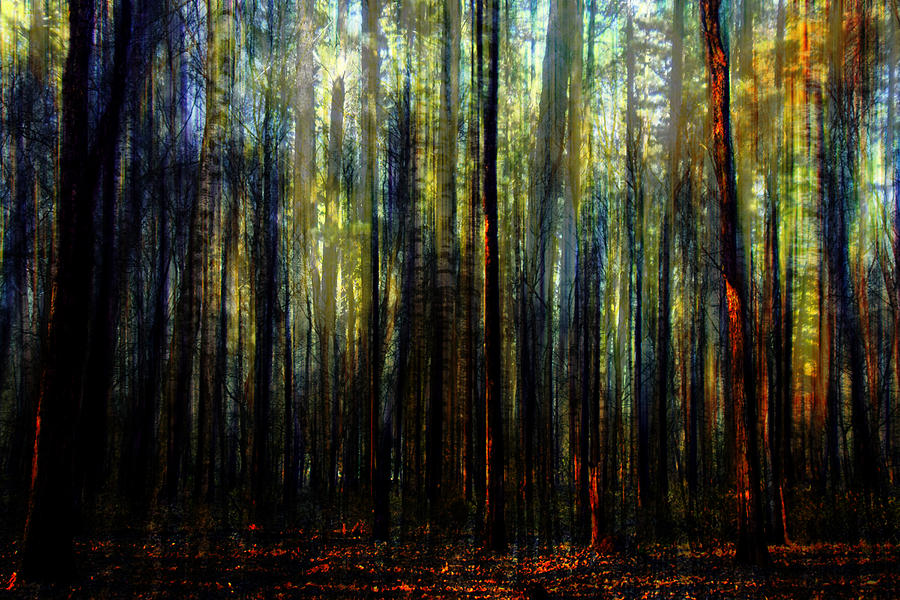 Landscape Forest Trees Tall Pine Digital Art by Mary Clanahan