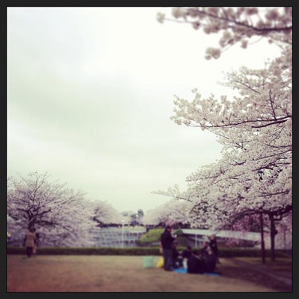 Japan Photograph - #landscape #japan
Hanami by Tokyo Sanpopo Japan Photograph - #landscape #japan
Hanami by Tokyo Sanpopo