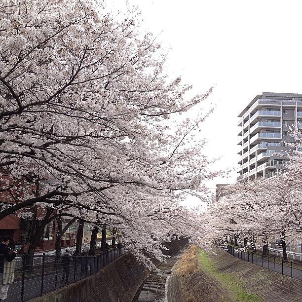 Landscape Photograph - #landscape 
Cherryblossoms by Tokyo Sanpopo