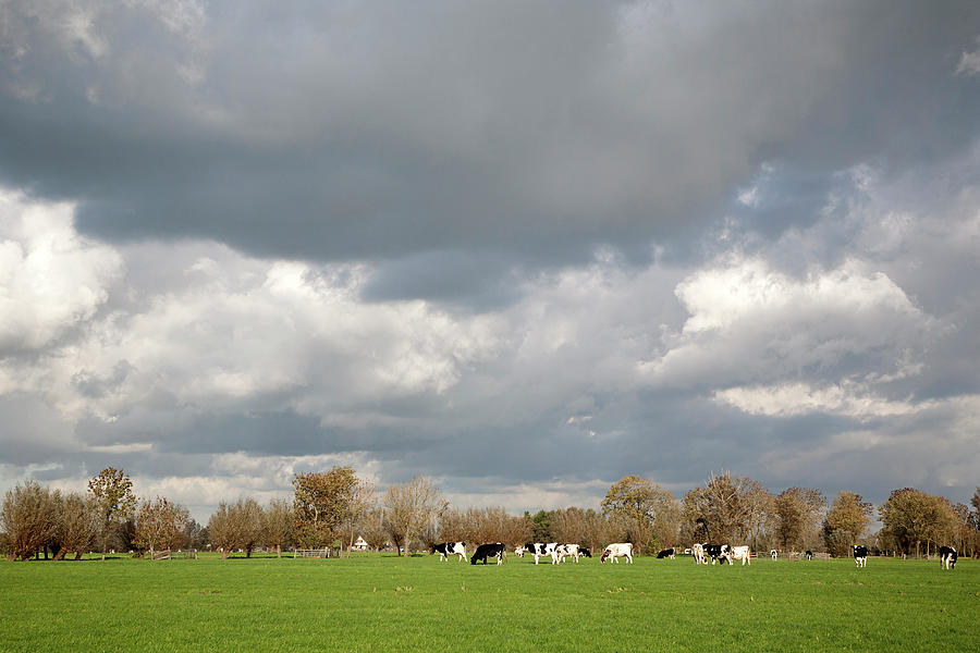 Landscape Of Dutch Polder Photograph by Roel Meijer