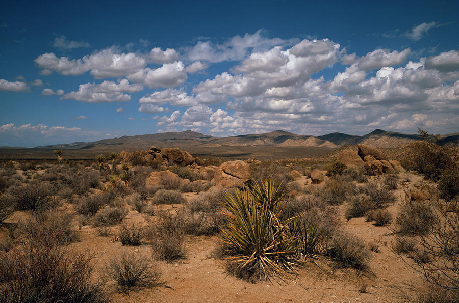Landscape Of The Mojave Desert Photograph by Tony Craddock ...