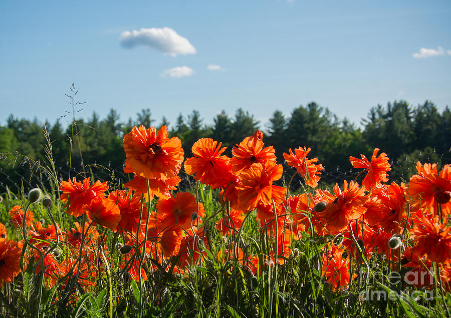 Landscape Poppies Photograph by Cheryl Baxter