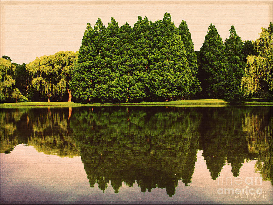 Pine and Weeping Willow Trees Landscape Reflections Photograph by Carol F Austin
