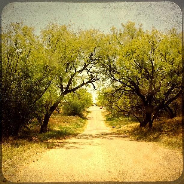 Tree Photograph - #landscape #road #trees by Judy Green