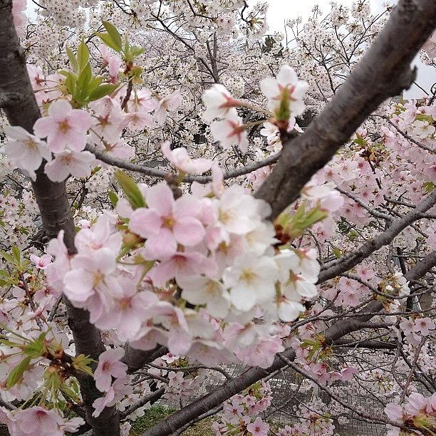 Flowers Still Life Photograph - #landscape #tokyo#flower by Tokyo Sanpopo