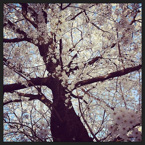 Tree Photograph - #landscape #tree
#cherryblossom by Tokyo Sanpopo