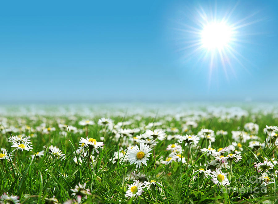 Landscape Vibrant White Flower Photograph by Boon Mee - Fine Art America