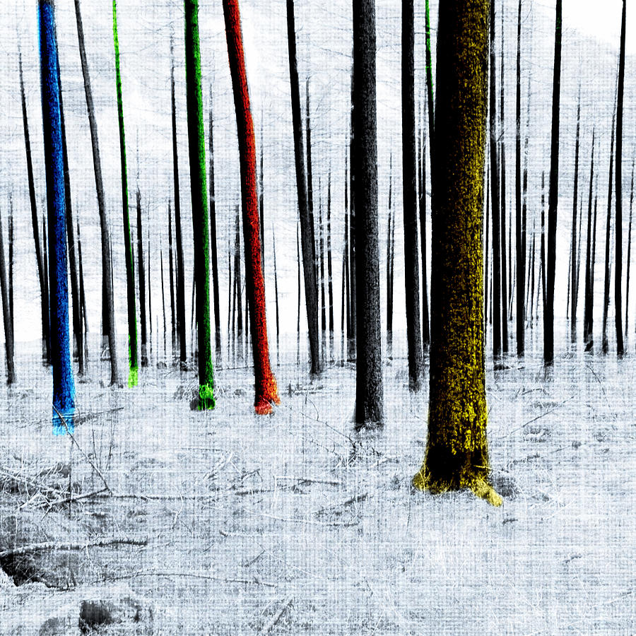 Landscape Winter Forest Pine Trees Digital Art by Mary Clanahan