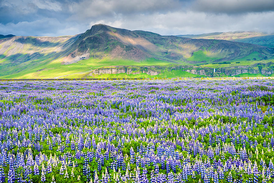 Landscape With Blue Flowers In Iceland Photograph