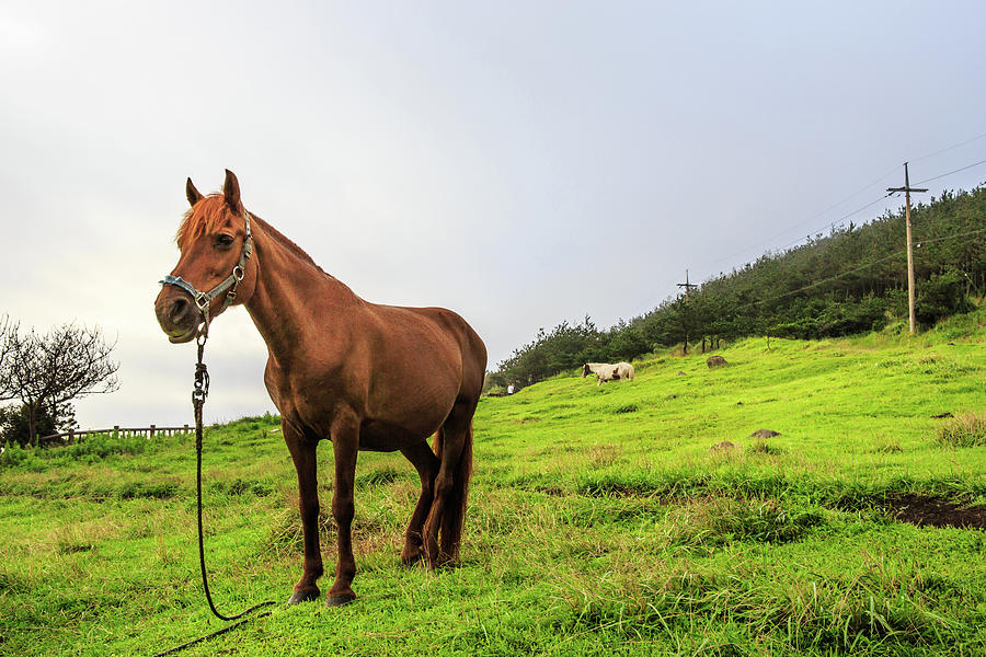 Landscape With Brown Horse Photograph by Sungjin Kim