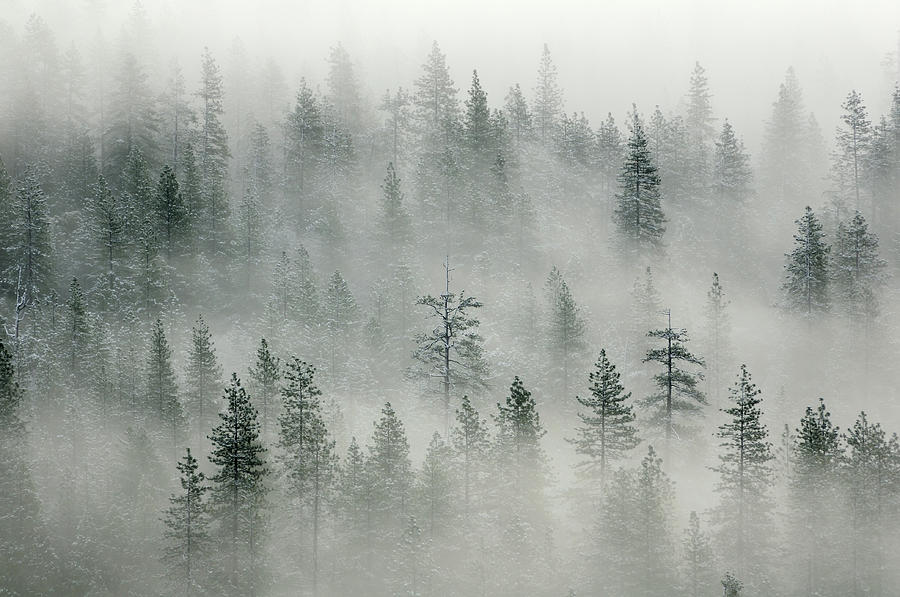 Landscape With Misty Forest In Yosemity Photograph by Rezus