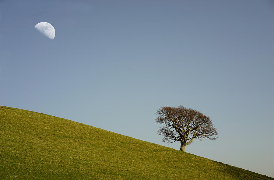 Landscape with Moon and Tree Photograph by Mal Bray
