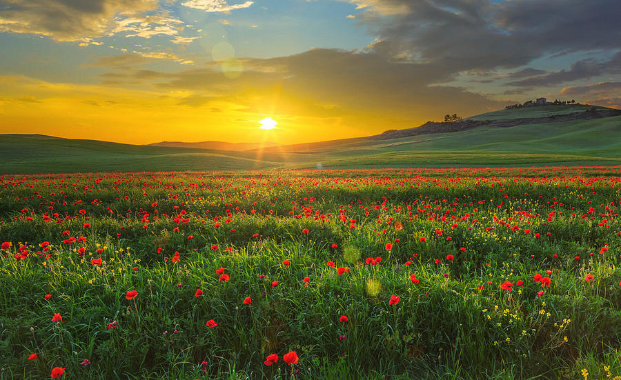 Landscape with poppies in Tuscany, Italy at sunset Photograph by Mammuth Landscape with poppies in Tuscany, Italy at sunset Photograph by Mammuth