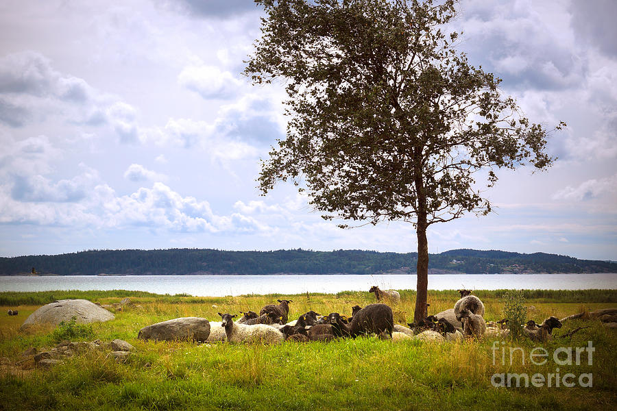 Landscape with Sheep Photograph by Lutz Baar