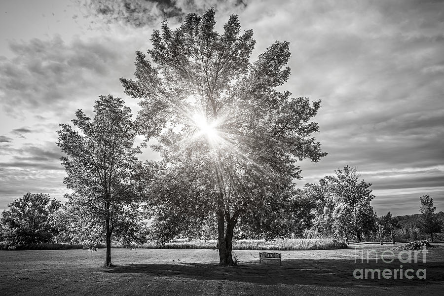 Tree Photograph - Landscape with sun shining though trees by Elena Elisseeva