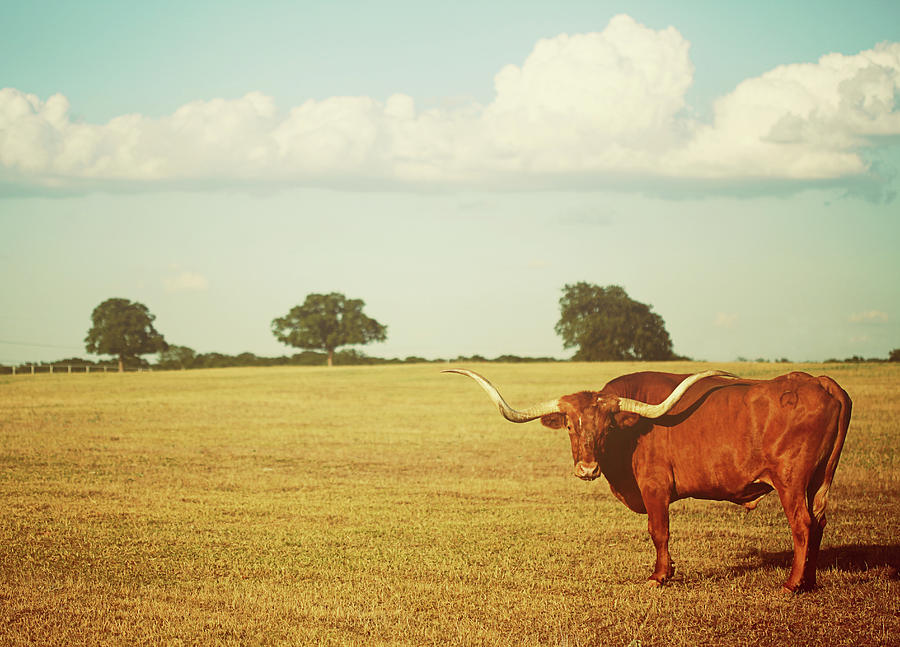 Landscape With Texas Longhorn Photograph by Stephanie Mull Photography