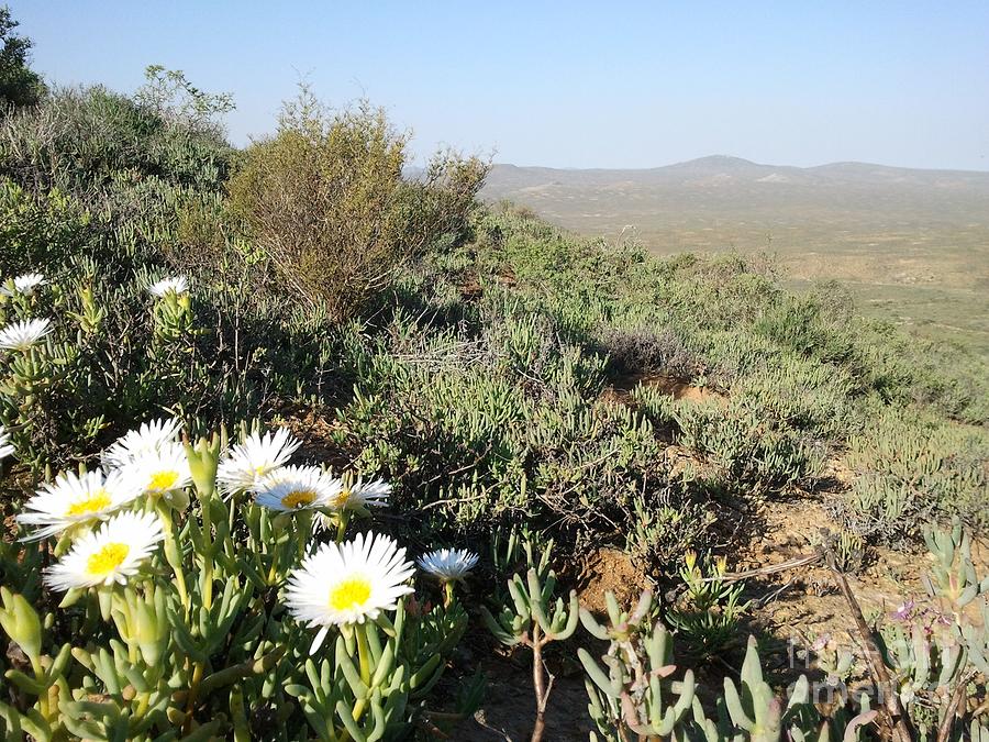 Landscape with White Flowers Photograph by Michael African Visions ...