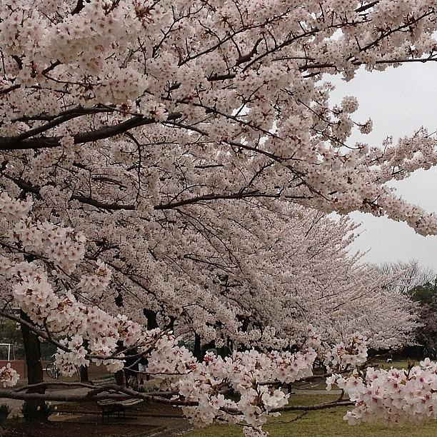 Landscape Photograph - #landscape#japan#cherryblossom by Tokyo Sanpopo