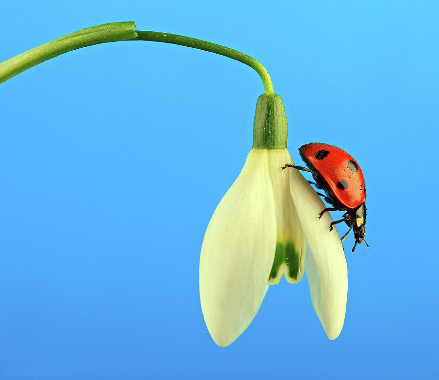Landybug On Snowdrop Photograph by Chris Van Dolleweerd