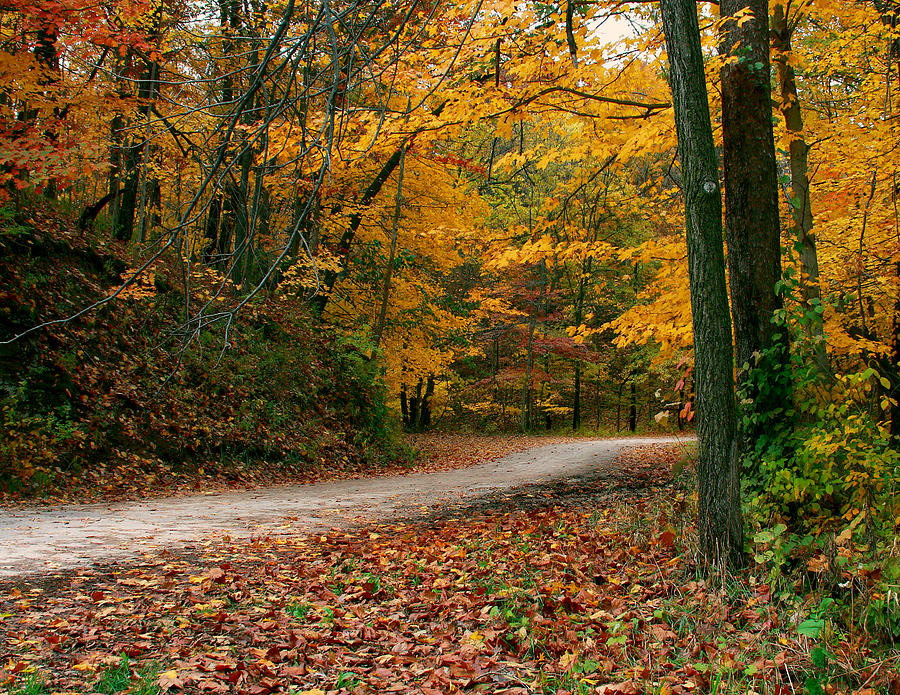 Lane in Fall Photograph by Virginia Folkman