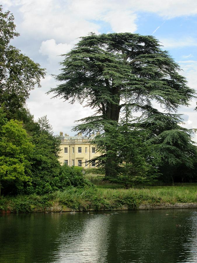 Tree Photograph - Langley House by Mary Poulton